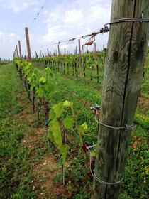 Collari Tendifilo Per Capopali Per Vigneto E Frutteto Accessori Per Vigneti E Frutteti