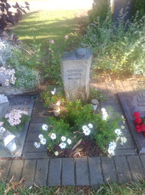 Basaltstelle mit Frosch