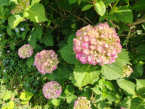 早いもので、紫陽花が咲いています