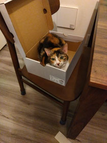 靴の箱に入ったゆうぐれさん。箱入りおばあニャン(15歳)です🐱
