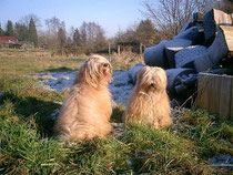 Tibet-Terrier-Galerie