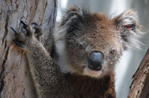 Der Koala, mal die Augen offen. Kommt sehr selten vor.