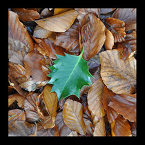 1 vom Baum gefallen, René Kriesch