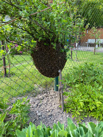 Bienenschwarm