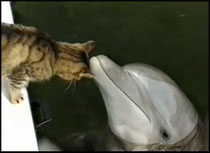 Amour universel