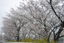 常盤平の桜