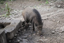 Wildschwein