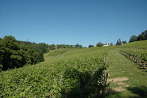 Salies-de-Béarn, domaine Lapeyre-Guilhemas