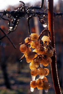Monein, domaine Cauhapé, vendanges tardives