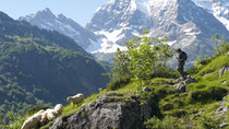 Brebis de la ferme Erbin en estive