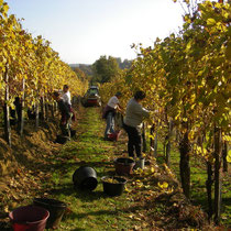 Lucq-de-Béarn, domaine Larroudé