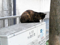 さび