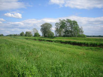 Hain in der Nähe von Doberlug-Kirchhain