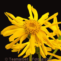 Homöopathie Homoeopathie Berlin Arnika Arnica Verletzung Globuli