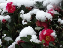 　　雪に映える真紅の山茶花