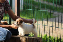 Jack Russell cucciolo ruvido