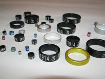 Baguage Des Oiseaux Site De Aoadeconcarneau