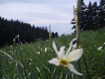 Narcisse and lake Leman