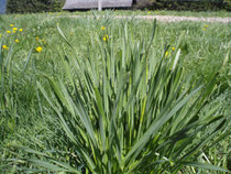 Narcisses before flowering