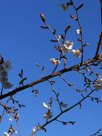 教覚寺境内の桜