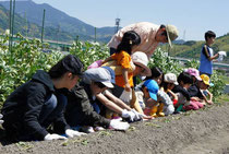 お芋を植える子供たち