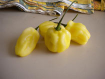 Habanero Bianco-Sa