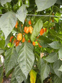 Habanero Peach Giant