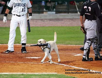 Titus il Bat Dog dei River Dogs Charleston