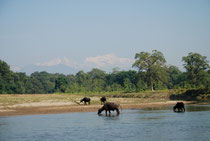 Nepal - Chittwan Nationalpark