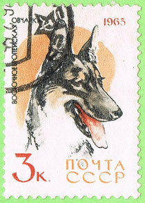 USSR 1965 - East European Shepherd