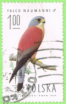 PL 1975 Falco naumanni