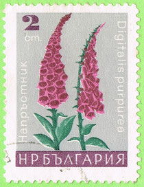 Bulgaria 1966 - Digitalis purpurea