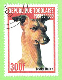 TOGO 1999 - Levrier Italien