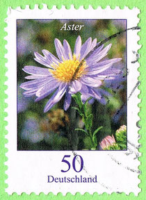 Germany 2005 - Aster
