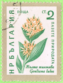 Bulgaria 1960 Yellow gentian