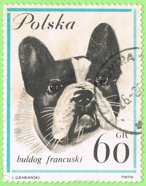 PL - 1963 - Rasy psów: buldog