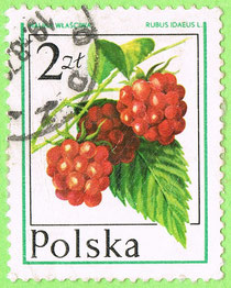 PL - 1977 - Rubus idaeus
