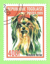 TOGO 1999 - Yorkshire-Terrier