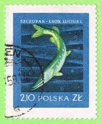 PL 1958 - Szczupak