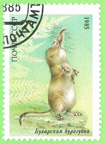 USSR 1985 - Pamir shrew