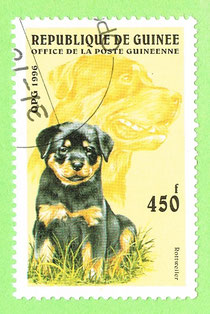 Gwinea 1996 - Rottweiler
