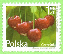 PL 2009 - Czereśnia