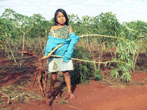 La raccolta della manioca