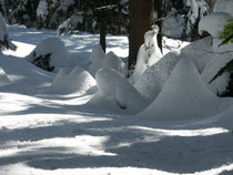 Winter im Lohberger Wald