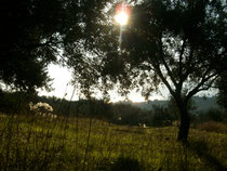 Olivenernte, Sonnenaufgang