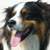 Skipper