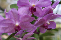 Orchideenfarm, Chiang Mai