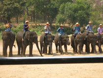 Elefantencamp Maetaeng