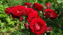 Rosen für die Geburtstagskinder und ihre Eltern aus unserem Garten