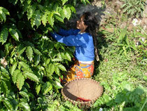 Kaffee-Ernte in Lalitpur